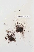 藏品(闊葉火苔)的圖片